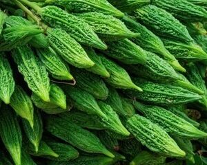 Fresh African bitter gourd for wholesale supply