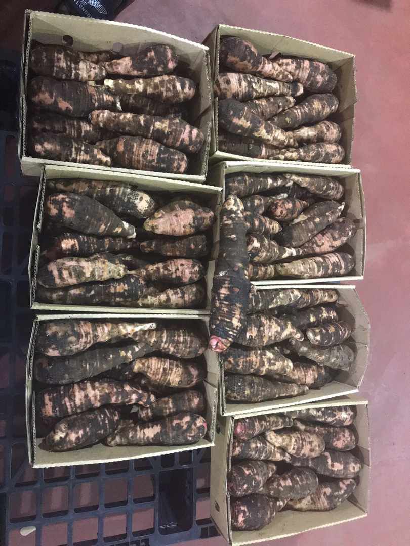 Fresh Taro Root (Cocoyam) – Wholesale Supply - Image 2