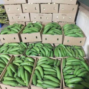 Fresh African matoke green bananas for wholesale export