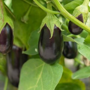 Aubergine