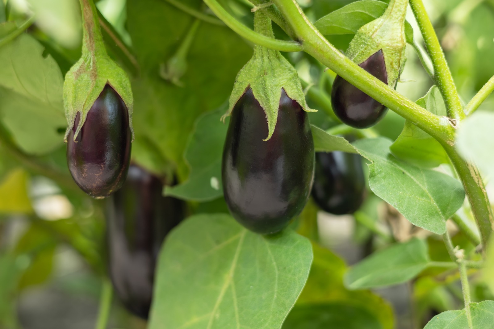 Fresh Aubergines Growing on Farm – Premium Export Quality