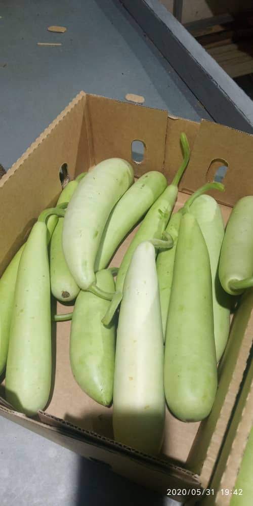 Dudi (Bottle Gourd / Lauki) - Image 3