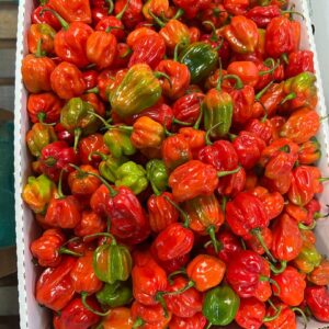 African Hot Peppers (Pilipili)