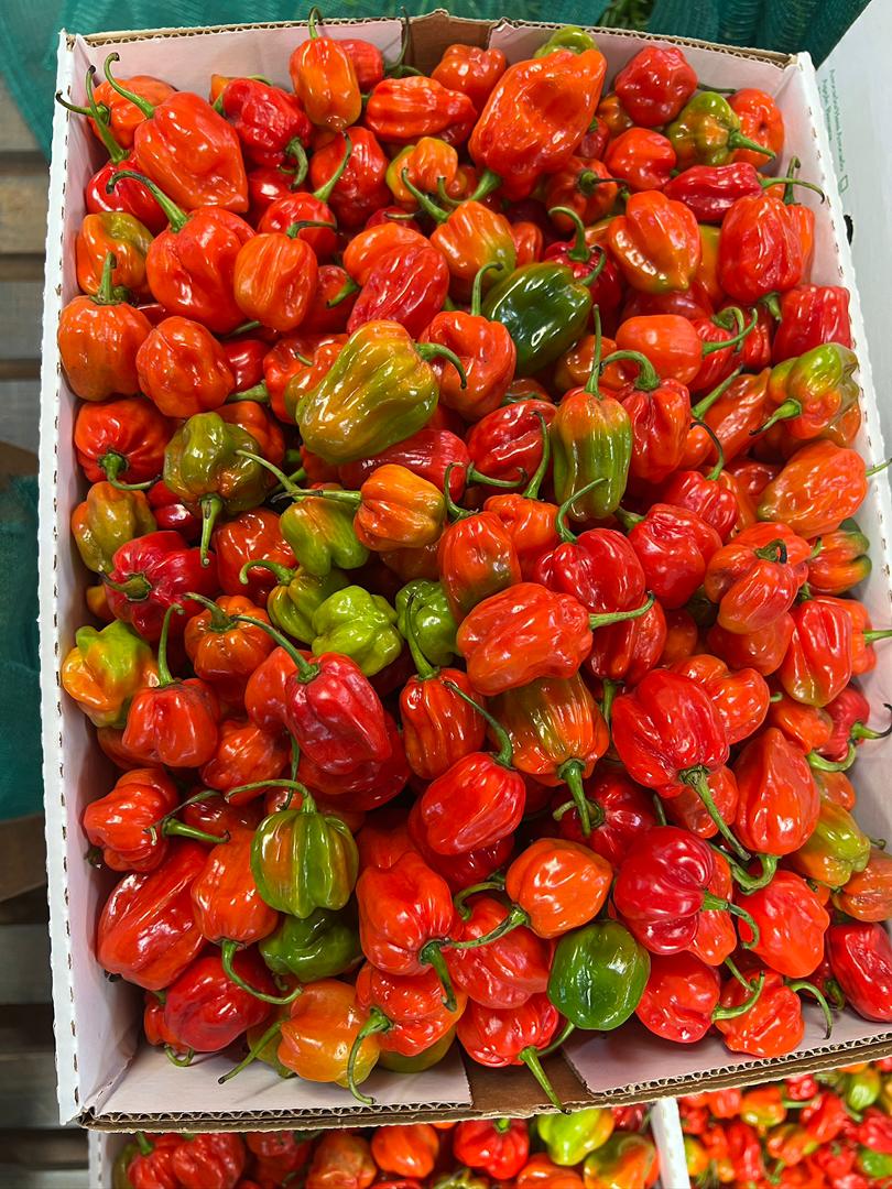 African Hot Peppers (Pilipili) - Image 3