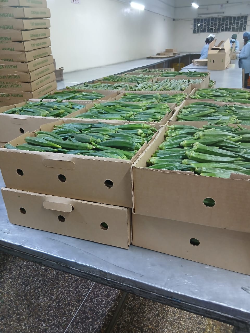 Export quality African okra for wholesale distribution