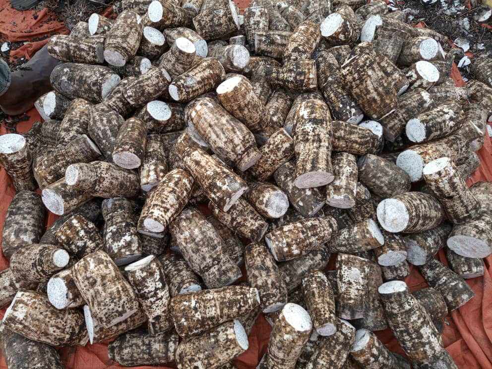 Fresh African cassava (yuca) for wholesale export supply