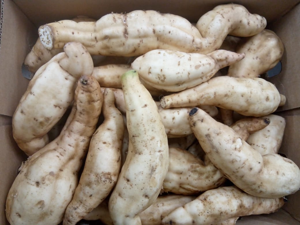 African White Sweet Potatoes - Image 3