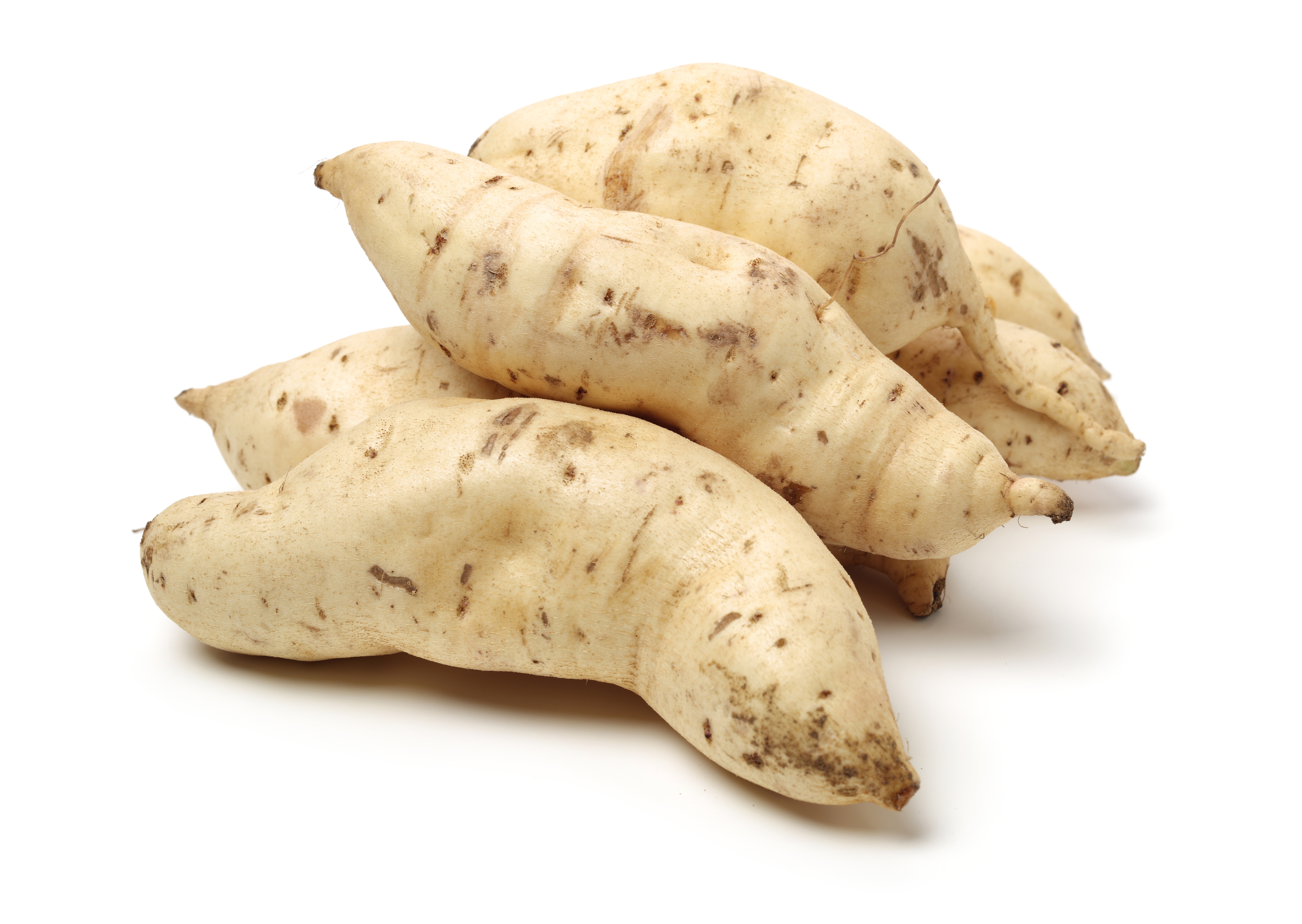 African White Sweet Potato fresh from farm